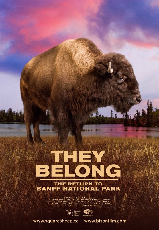 They Belong - The Return to Banff National Park - Bison Return from the Edge of Extinction